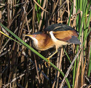 Least Bittern