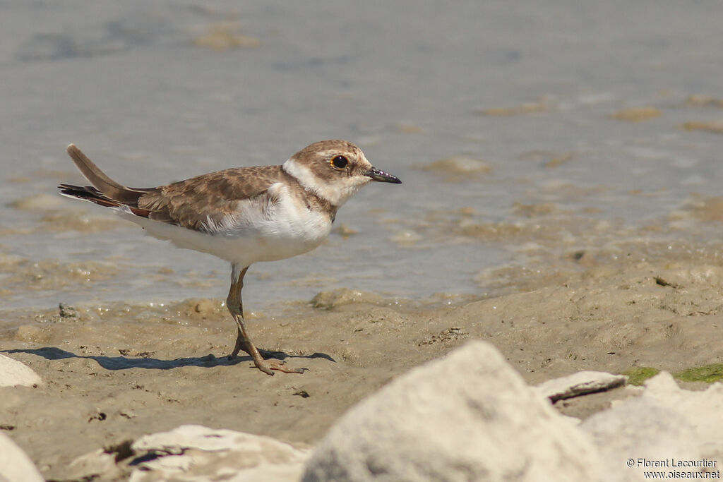 Little Ringed Plover