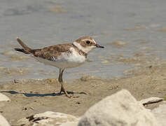 Little Ringed Plover