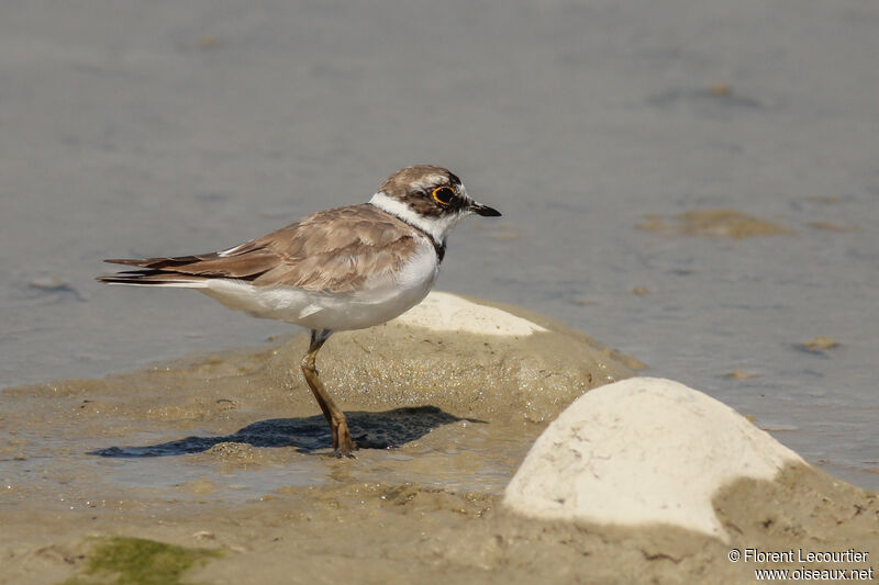 Little Ringed Plover male