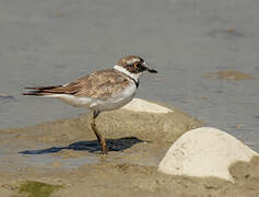 Little Ringed Plover