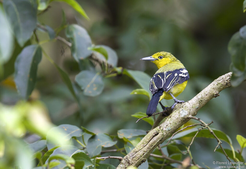 Common Iora