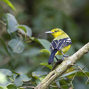 Common Iora