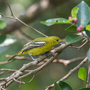 Common Iora