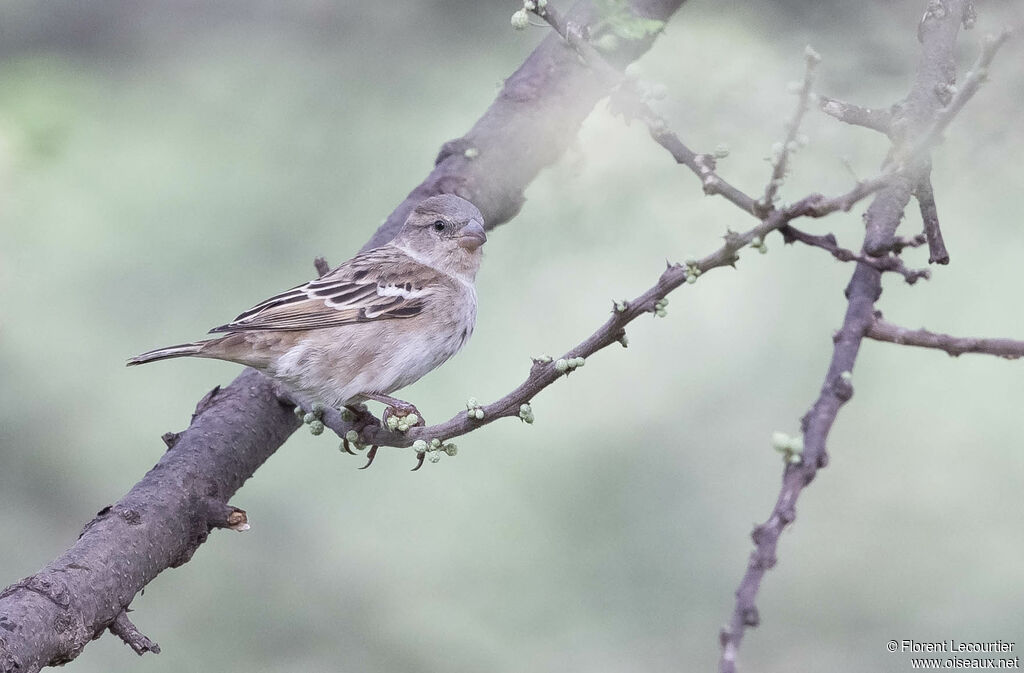 Sahel Bush Sparrow