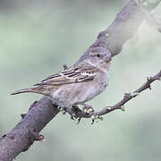 Sahel Bush Sparrow