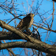 Broad-winged Hawk