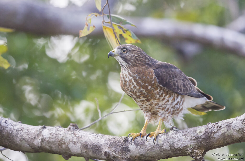 Broad-winged Hawk