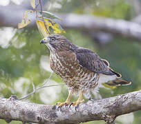 Broad-winged Hawk