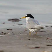 Least Tern