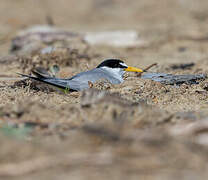 Least Tern