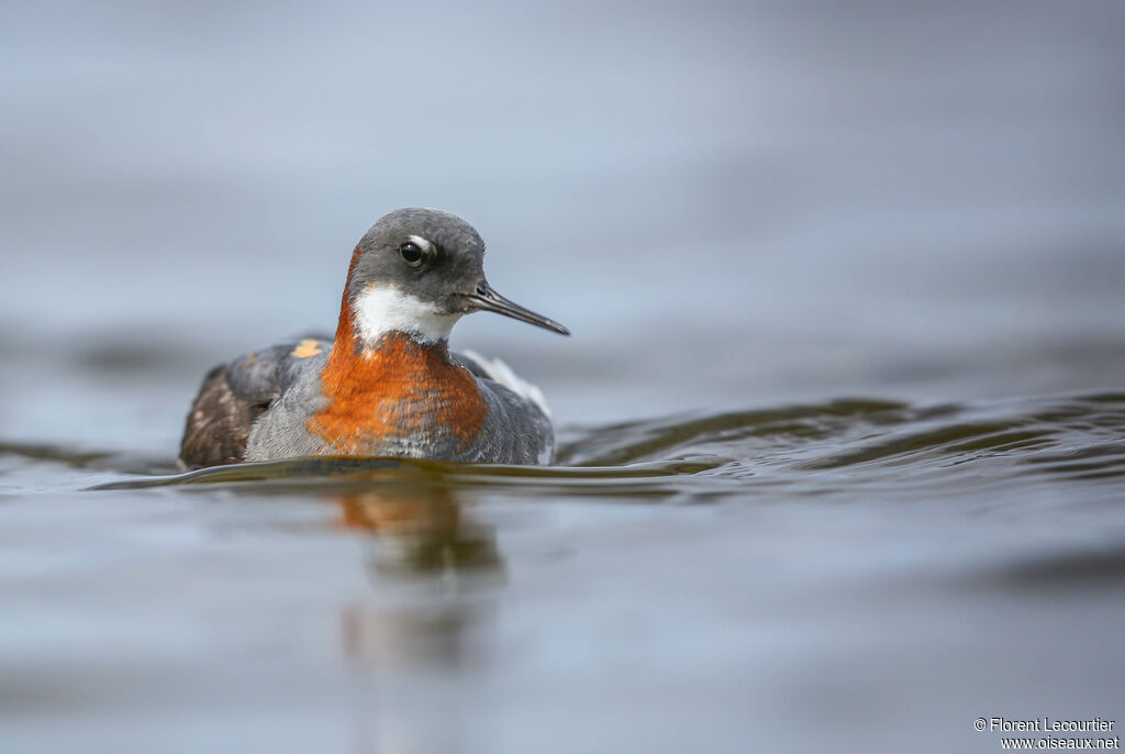 Red-necked Phalarope female adult breeding