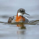 Phalarope à bec étroit