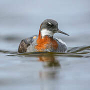 Red-necked Phalarope