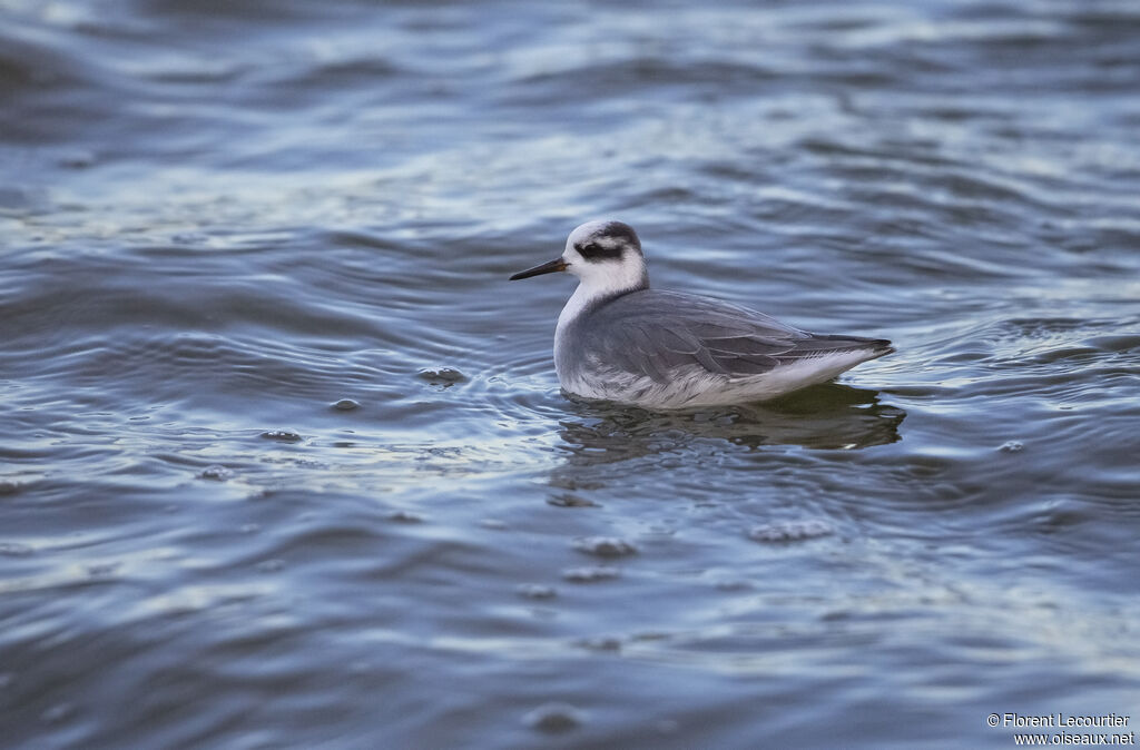 Phalarope à bec largeadulte internuptial