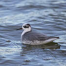 Phalarope à bec large