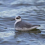 Phalarope à bec large