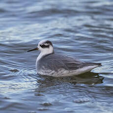 Phalarope à bec large