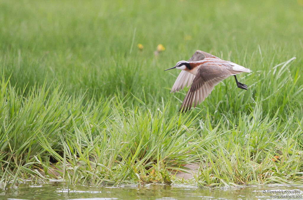 Phalarope de Wilsonadulte nuptial