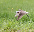 Phalarope de Wilson