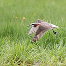 Phalarope de Wilson