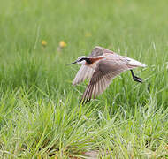 Wilson's Phalarope