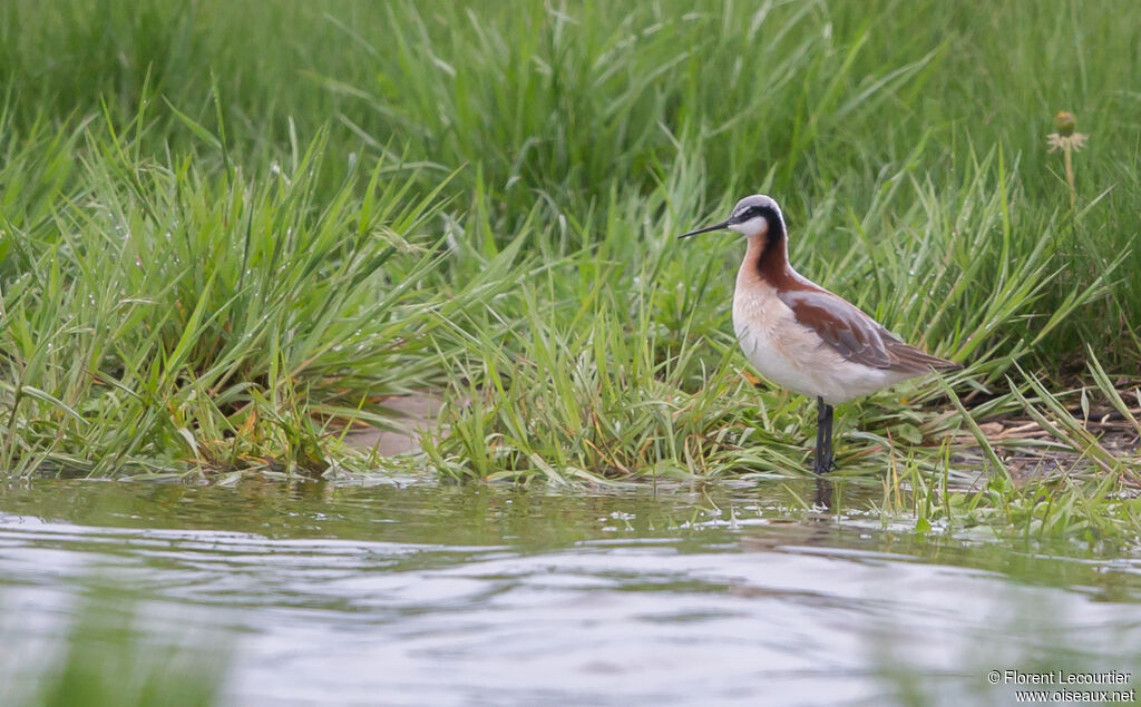 Wilson's Phalarope