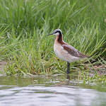 Phalarope de Wilson