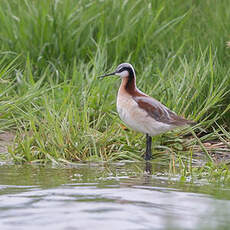 Phalarope de Wilson