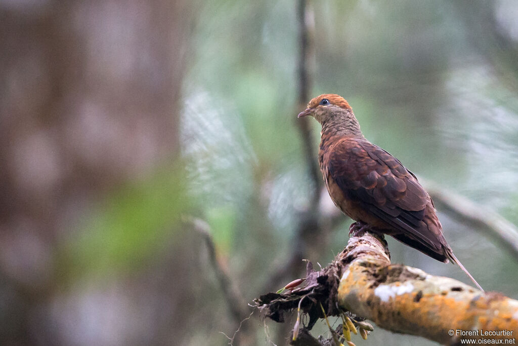 Phasianelle à tête rousse