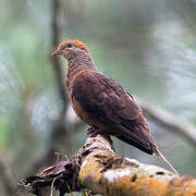 Little Cuckoo-Dove