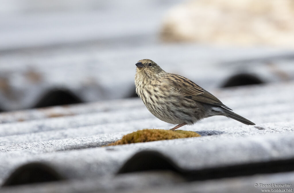 Plumbeous Sierra Finch female