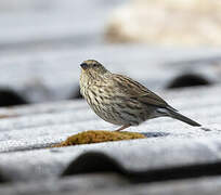 Plumbeous Sierra Finch