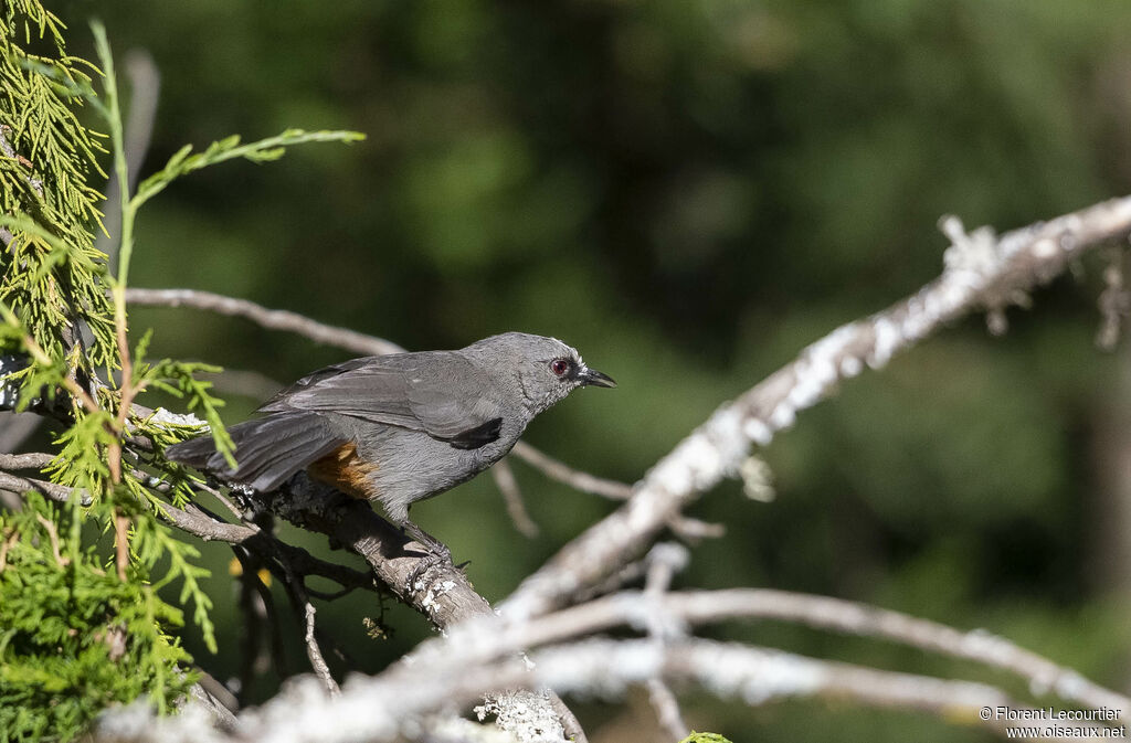 Abyssinian Catbird