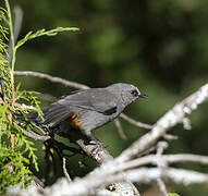 Abyssinian Catbird