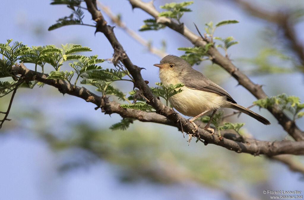 Buff-bellied Warbler