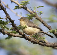 Buff-bellied Warbler