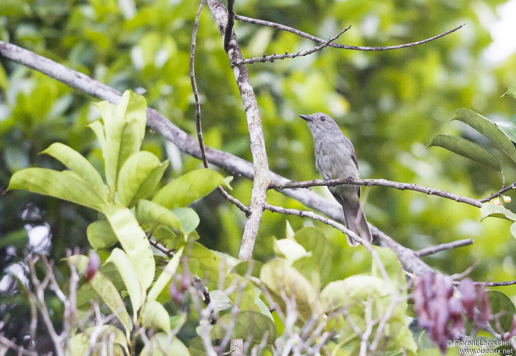 Piauhau hurleur habitat