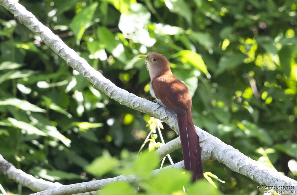Squirrel Cuckoo