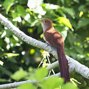 Squirrel Cuckoo