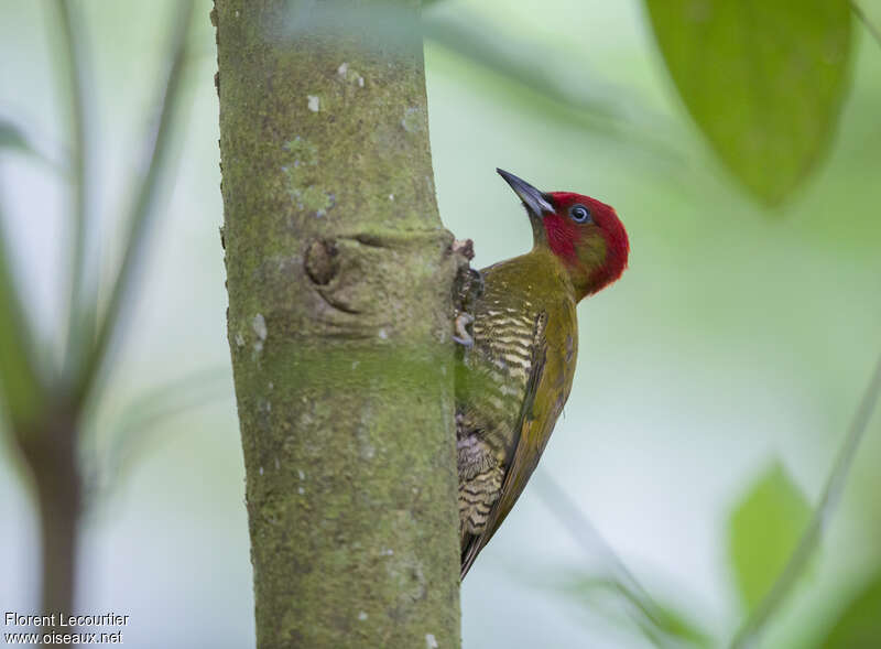 Rufous-winged Woodpecker male adult, identification