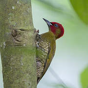 Rufous-winged Woodpecker