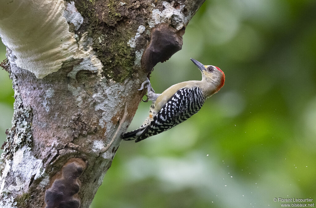 Red-crowned Woodpecker male adult