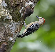 Red-crowned Woodpecker