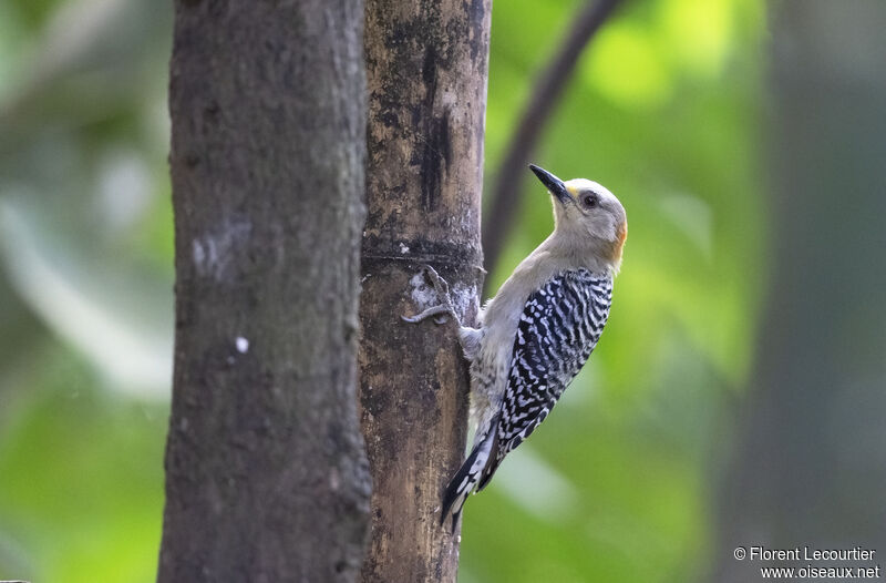 Red-crowned Woodpecker female