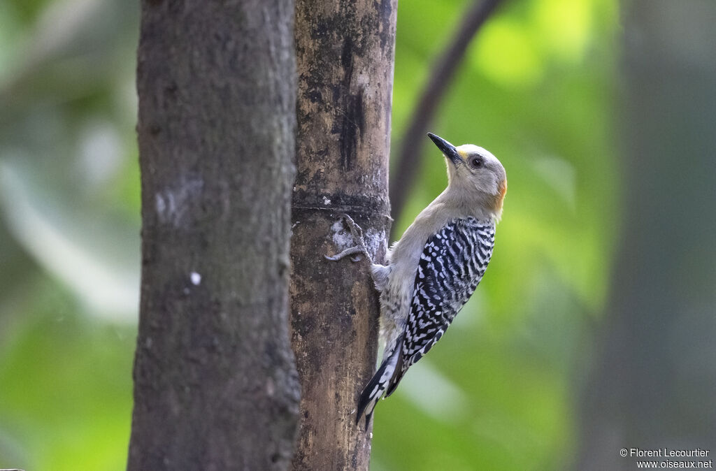 Red-crowned Woodpecker female