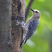 Red-crowned Woodpecker