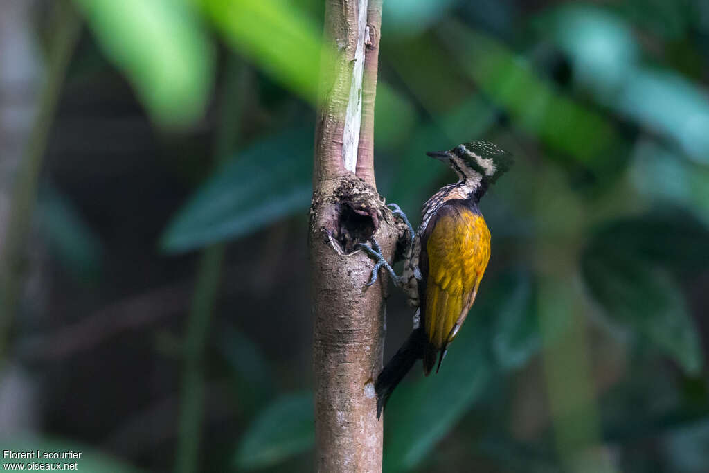 Common Flameback female adult, identification