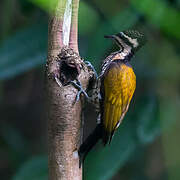 Common Flameback