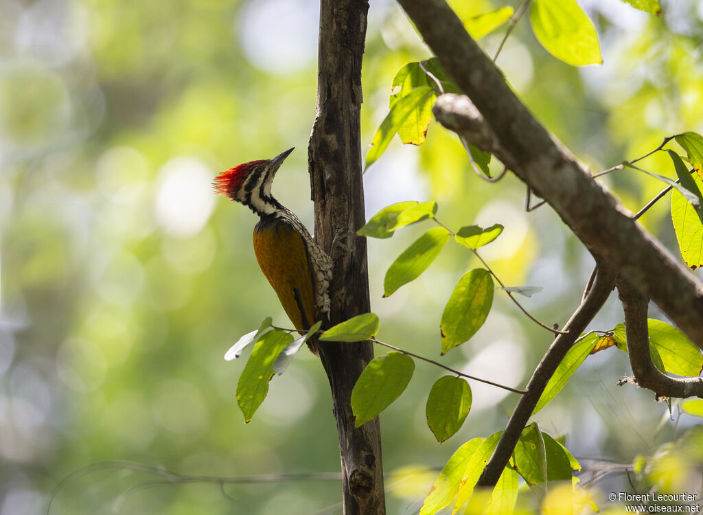 Common Flameback male